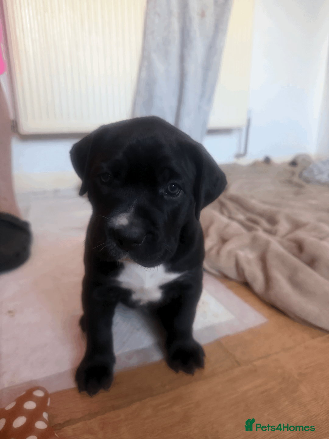 Presa Canario dogs for sale: 1 Male and 1 Female Quality Presa Canario Puppies in Solihull - Advert 20