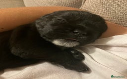 Mixed Breed dogs for sale: Gorgeous Pugapoos ready to leave 07/10/25 - Image 7