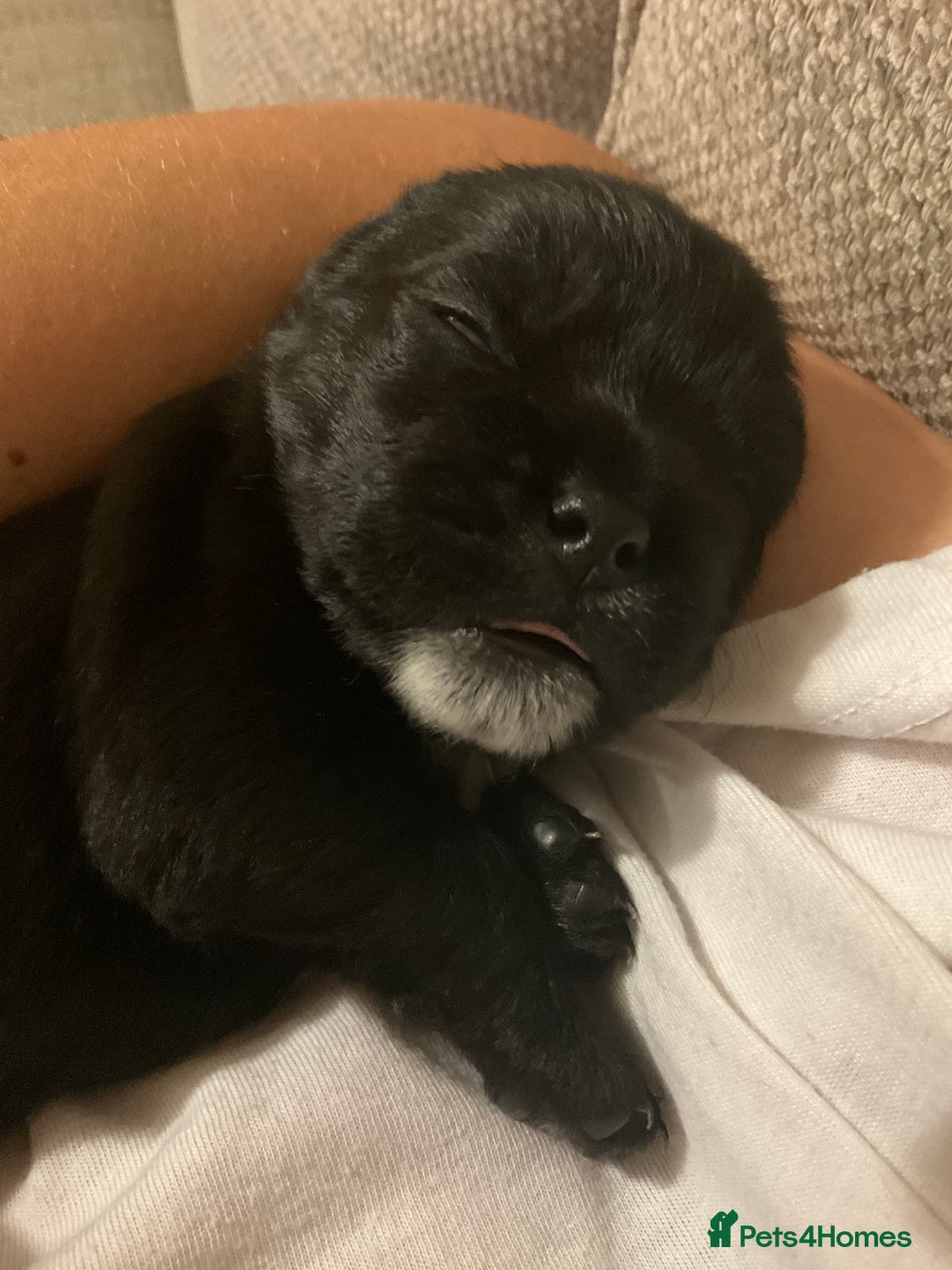 Mixed Breed dogs for sale: Gorgeous Pugapoos ready to leave 07/10/25 - Image 7