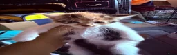 Mixed Breed cats for sale: 5 gorgeous kittens! in Westcliff-on-Sea - Advert 6