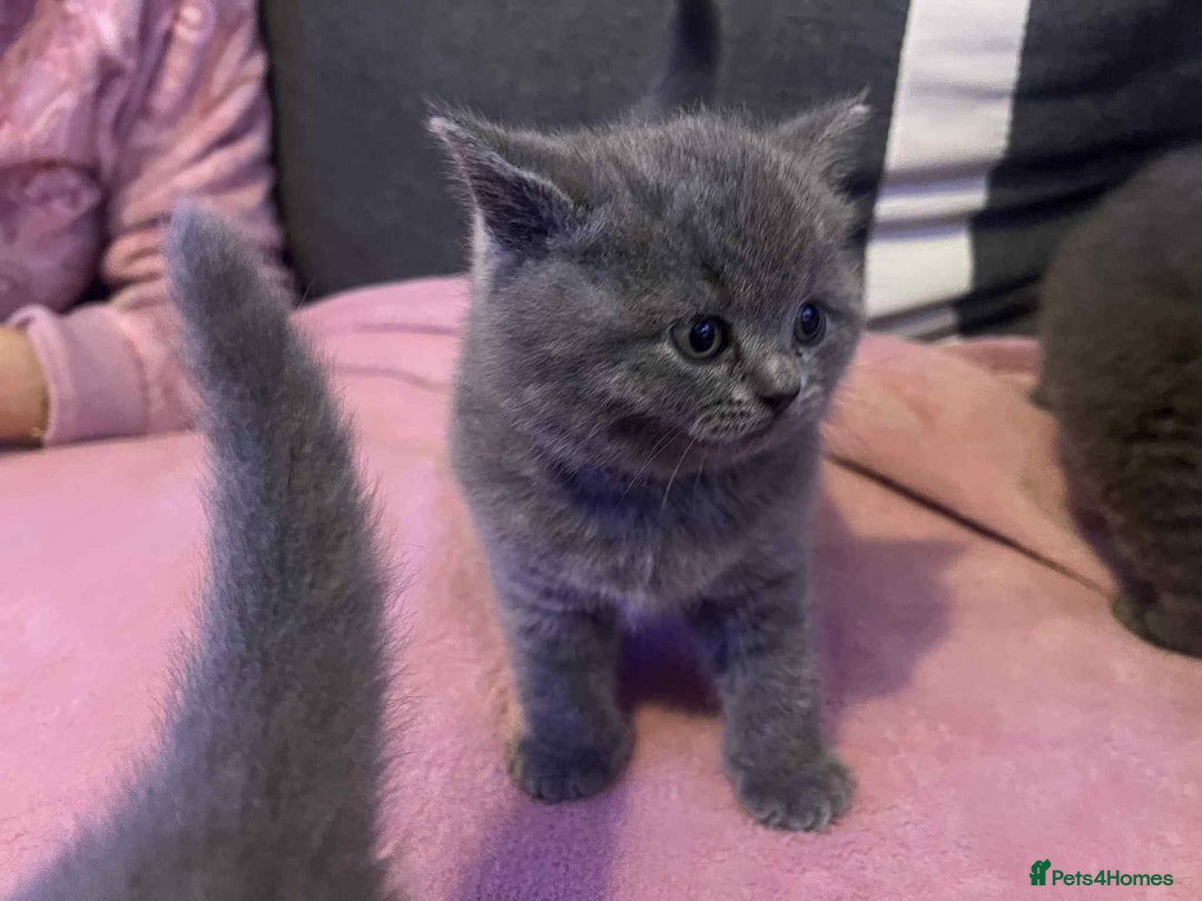 British Shorthair cats for sale: 3 Adorable BRITISH SHORTHAIR!!!!  - Advert 22