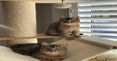 British Shorthair cats READY NOW! 2 available girls - Advert 6