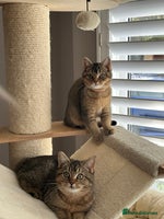British Shorthair cats READY NOW! 2 available girls - Advert 6