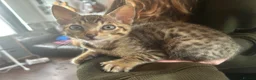 Savannah cats for sale: Beautiful Male Savannah f5 in Alresford - Advert 3