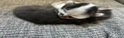 Mixed Breed cats for sale: 2 Beautiful and healthy kittens for sale  in Bath - Advert 6