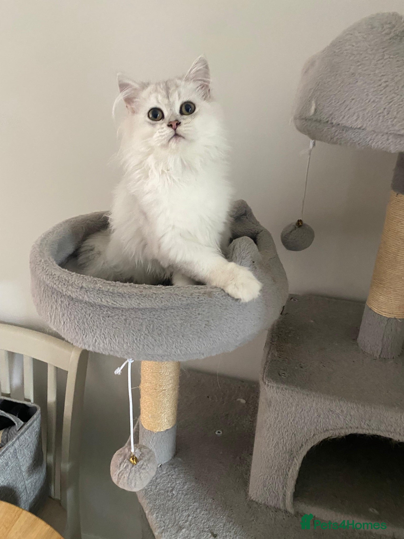 British Longhair cats Last One beautiful long-haired boy Left!! - Advert 6