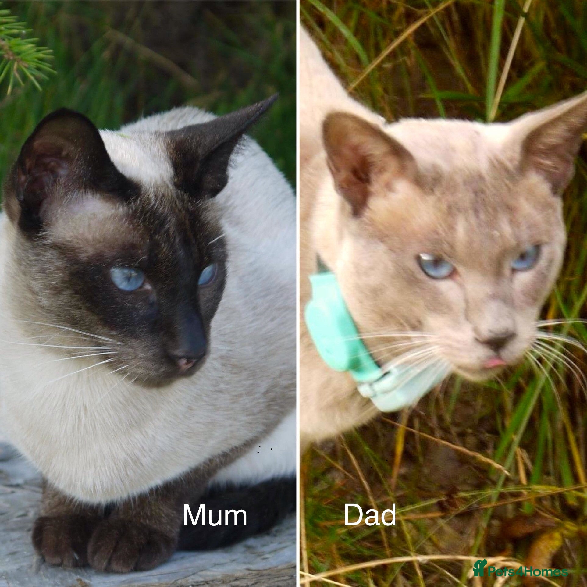 Siamese cats Adorable Siamese Kittens - Advert 2