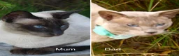 Siamese cats for sale: Adorable Siamese Kittens - Advert 2
