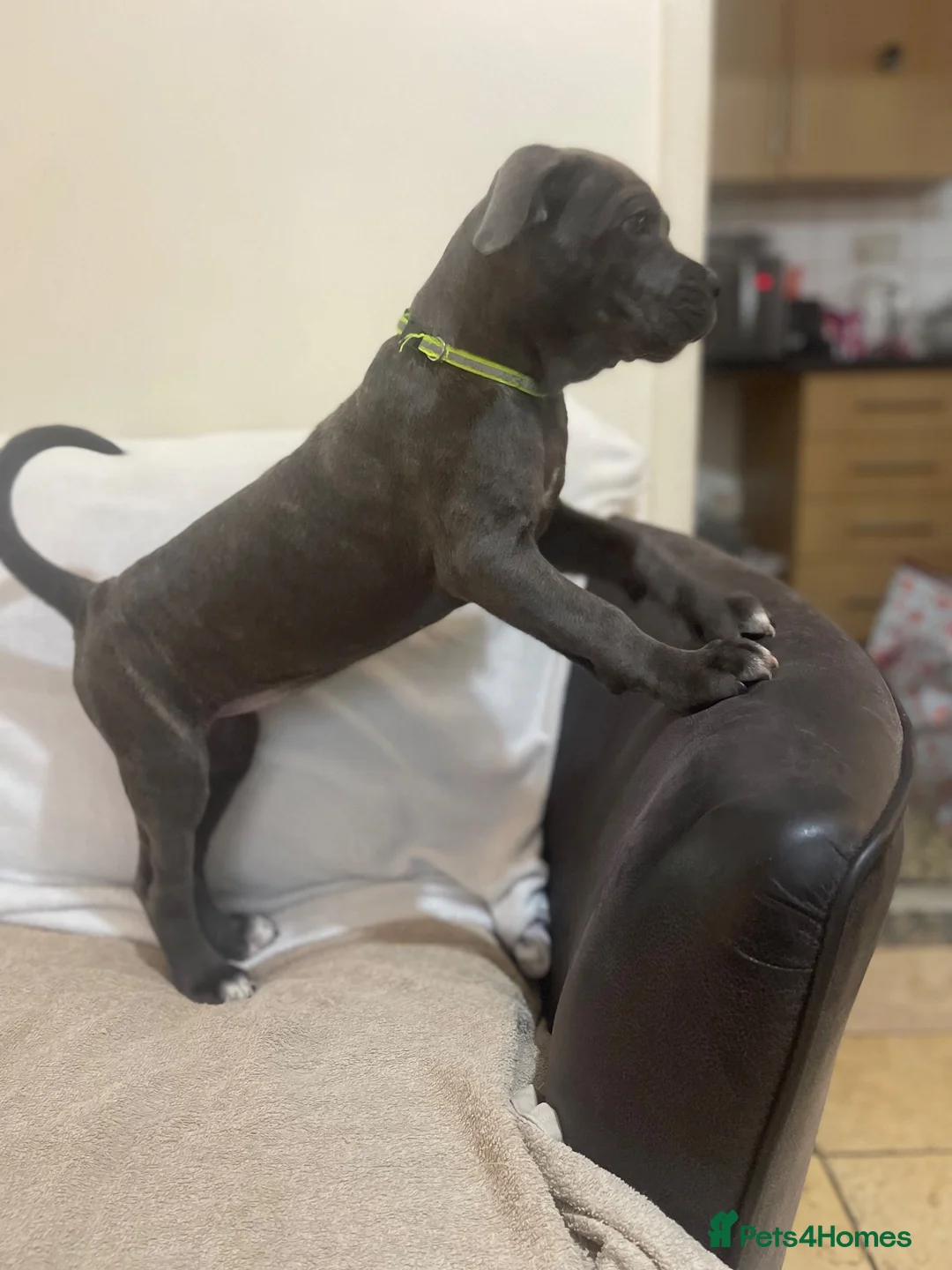 Cane Corso dogs for sale: 8+ Gen pedigree BLUE BRINDLE GIRL - Advert 11