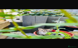 Domestic Shorthair cats for sale: Kittens looking for a loving home - Image 5