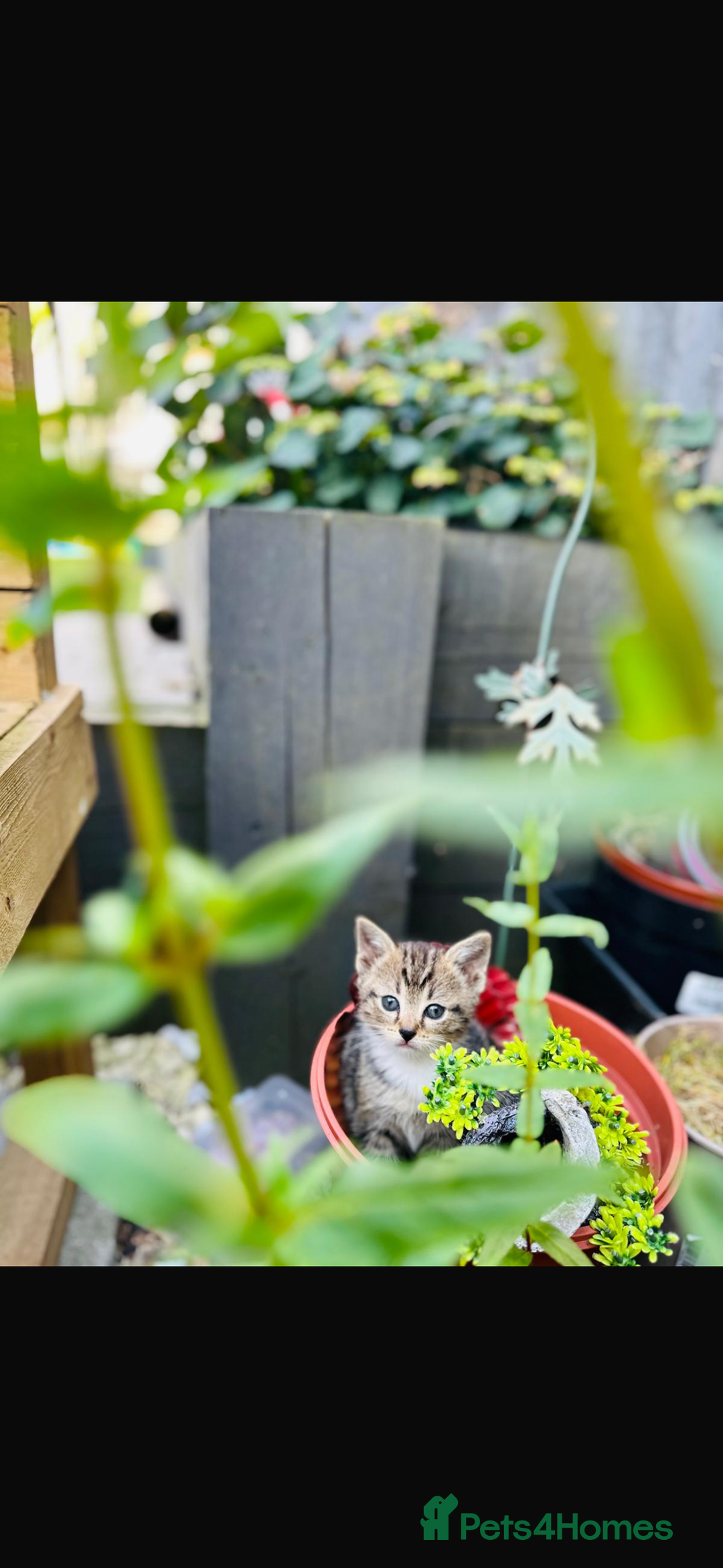 Domestic Shorthair cats for sale: Kittens looking for a loving home - Image 5
