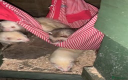 Ferret rodents for sale: 2 Hobs and a jill  - Advert 2