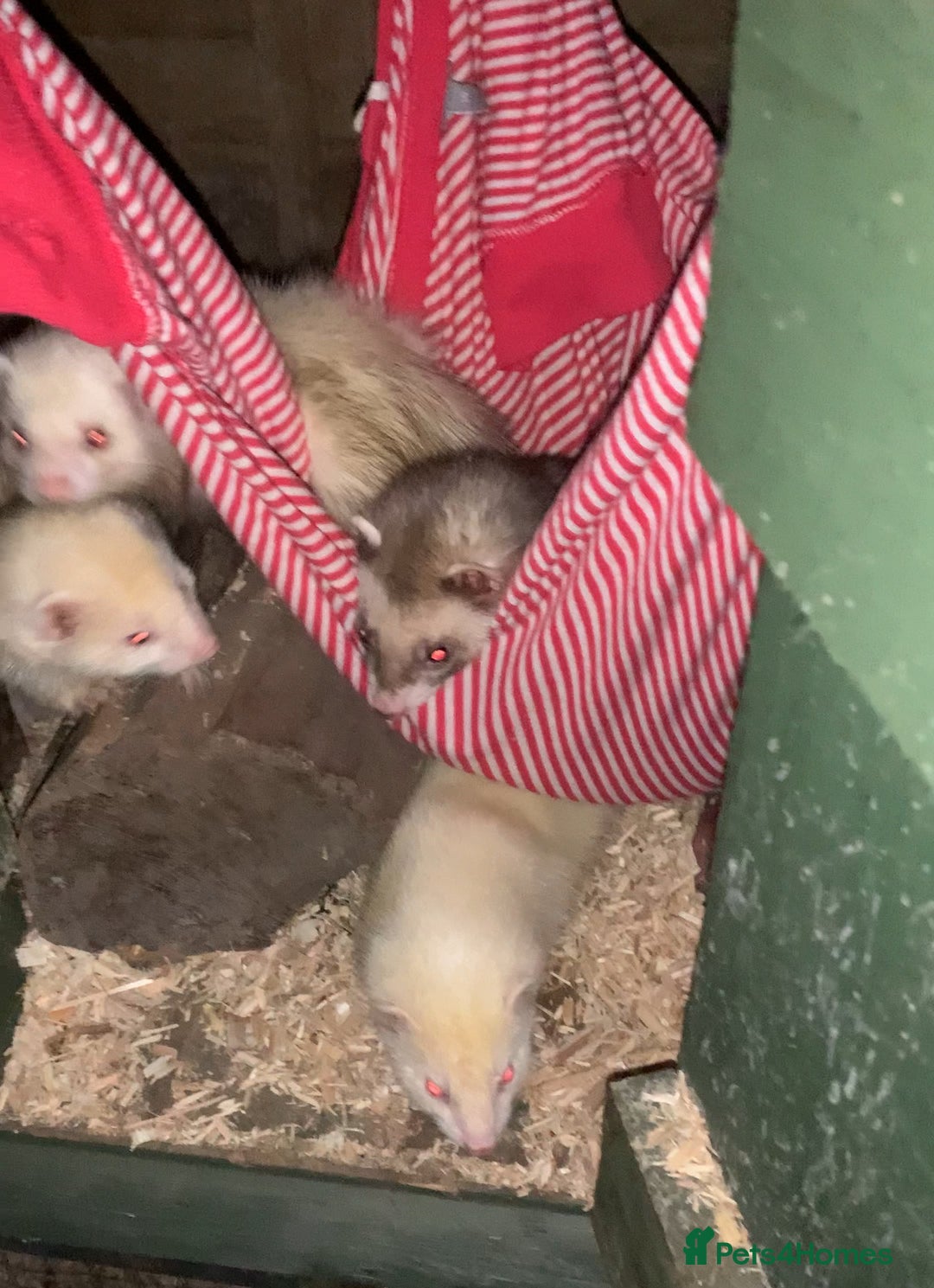 Ferret rodents for sale: 2 Hobs and a jill  - Advert 2