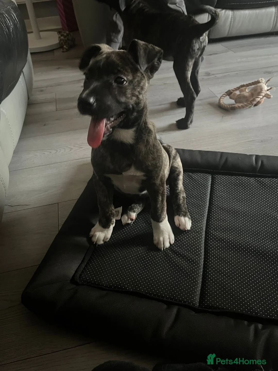 Mixed Breed dogs for sale: Puppy for sale in Bristol - Advert 4