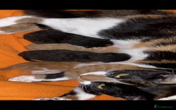 Mixed Breed cats for sale: 3 Male kittens  - Image 9