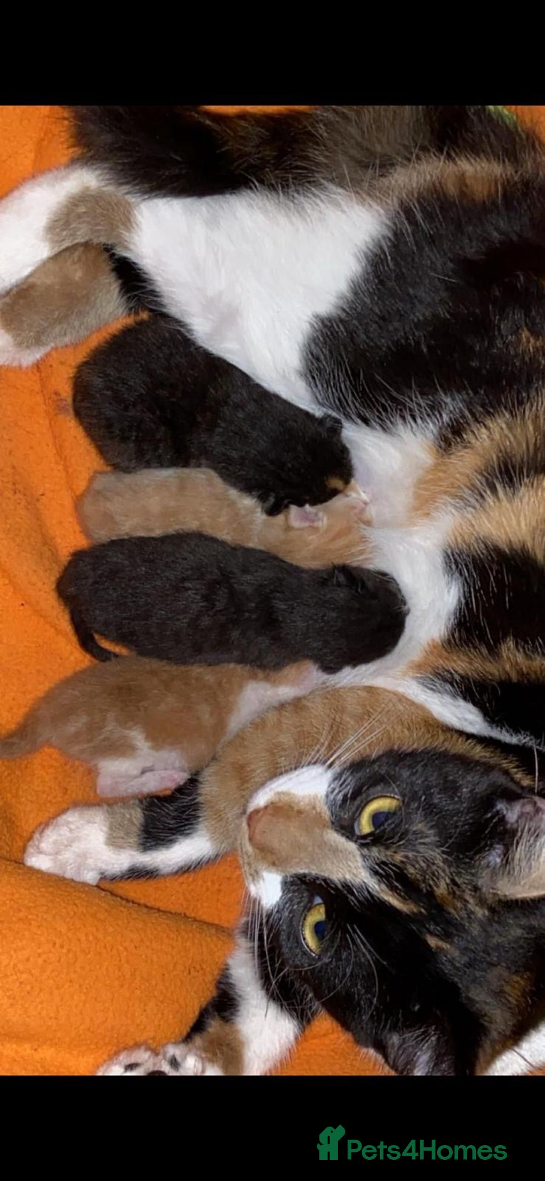Mixed Breed cats for sale: 3 Male kittens  - Image 9