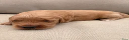 Mini Goldendoodle dogs for sale: F2 miniature goldendoodles - Advert 31