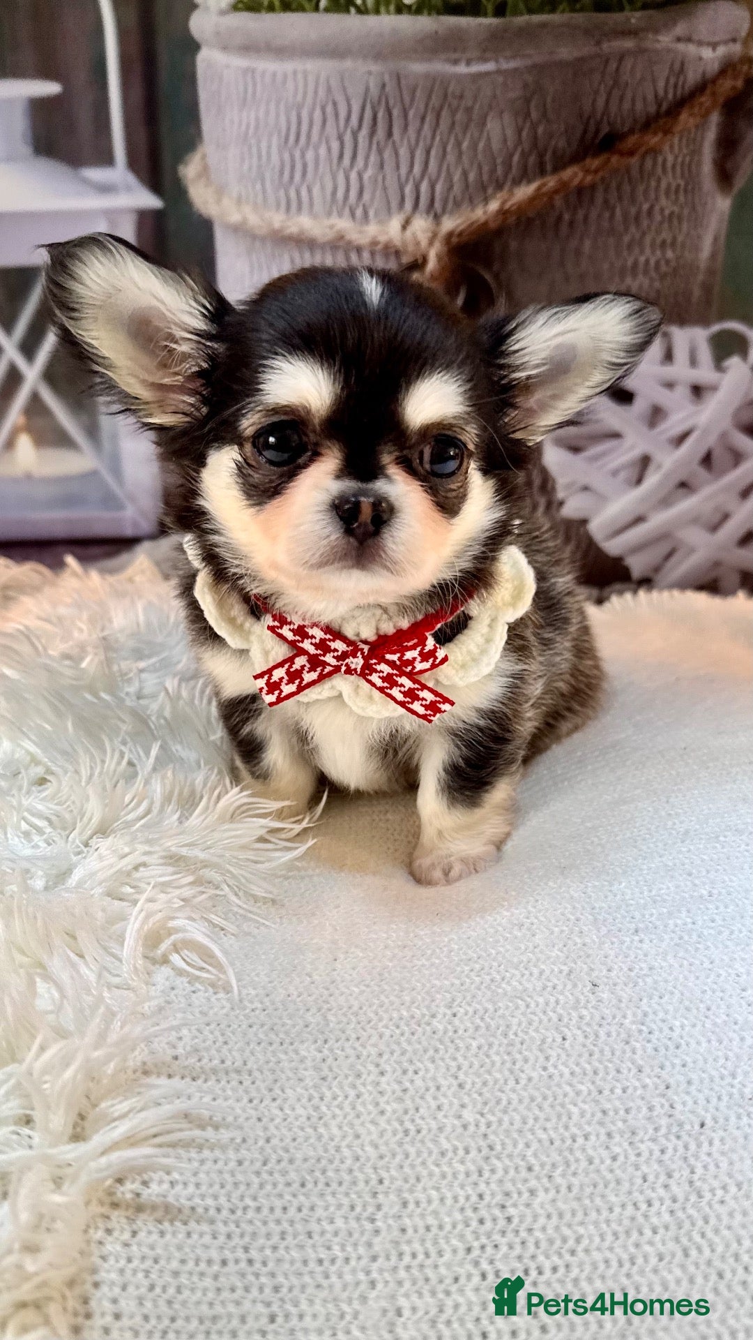 Chihuahua dogs 🤎🐾🖤Exotic LC RKC Husky Marking Boys🖤🐾🤎 - Advert 2