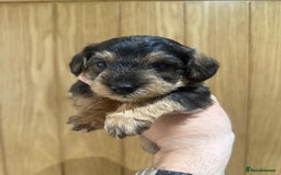 Schnoodle dogs for sale: LAST OUTSTANDING GIRL TOY SCHNOODLES DNA 🧬 CLEAR! - Image 13