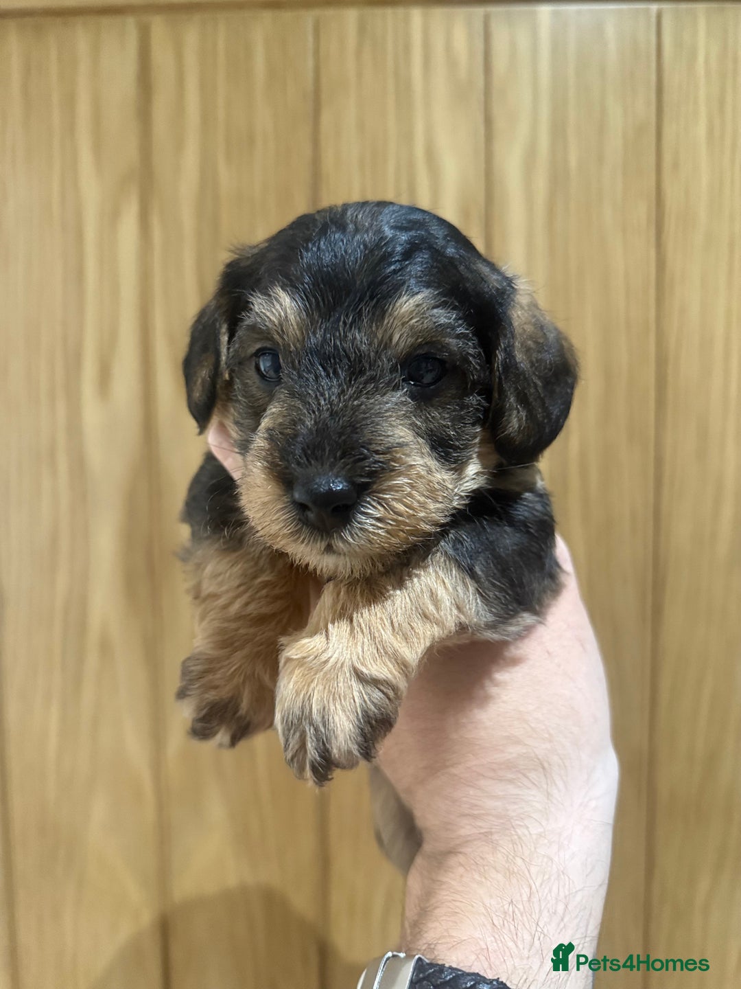 Schnoodle dogs for sale: LAST OUTSTANDING GIRL TOY SCHNOODLES DNA 🧬 CLEAR! - Image 13