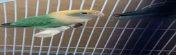 Lovebirds birds for sale: Lovebirds 🦜💚 Available | Babies & Breeding Pair - Advert 17