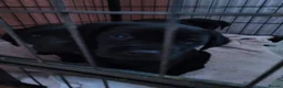 Labrador Retriever dogs for sale: Black labrador puppies - Advert 3