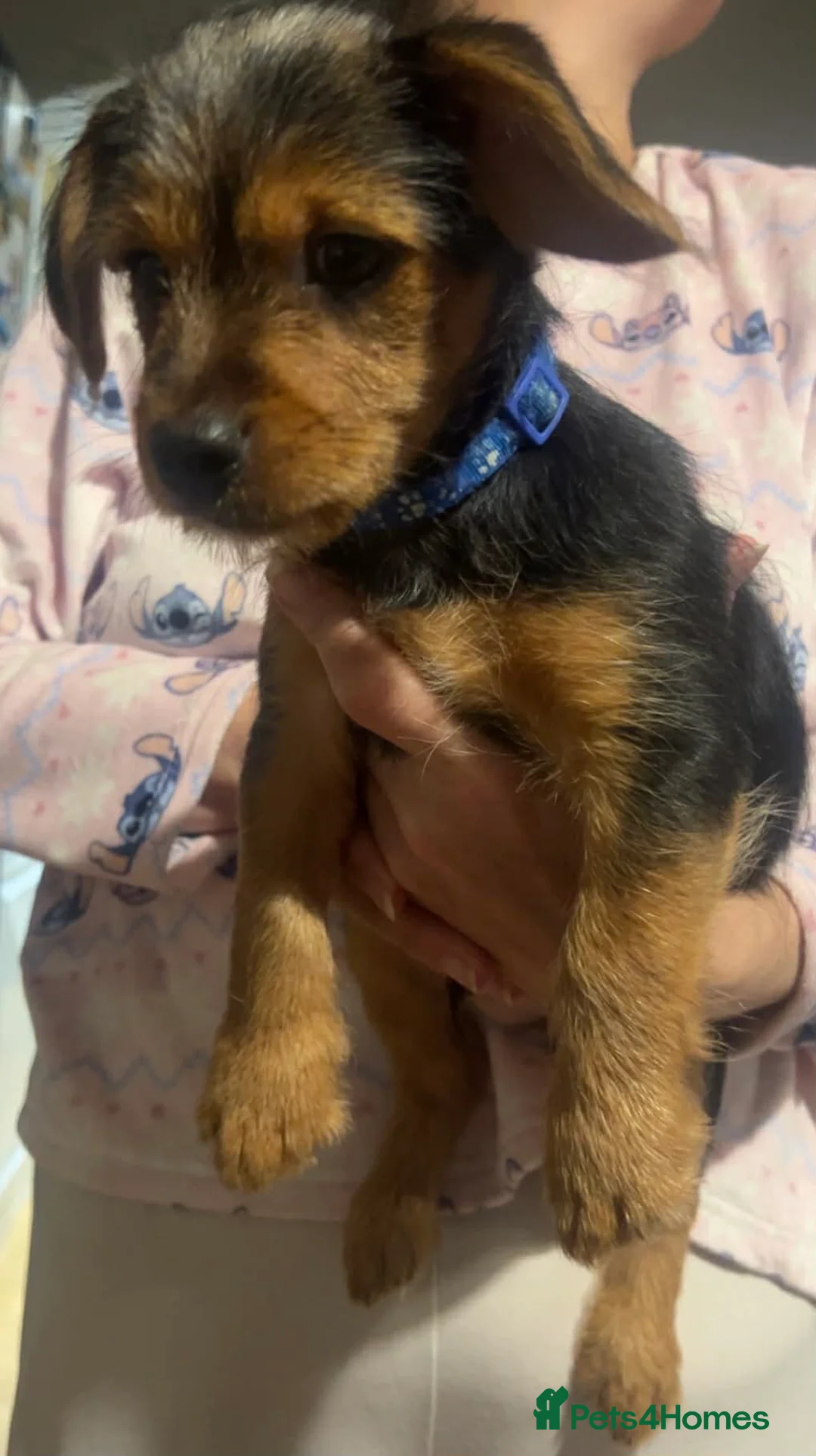 Mixed Breed dogs for sale: Yorkie Russel pups for sale (price negotiable) - Advert 9