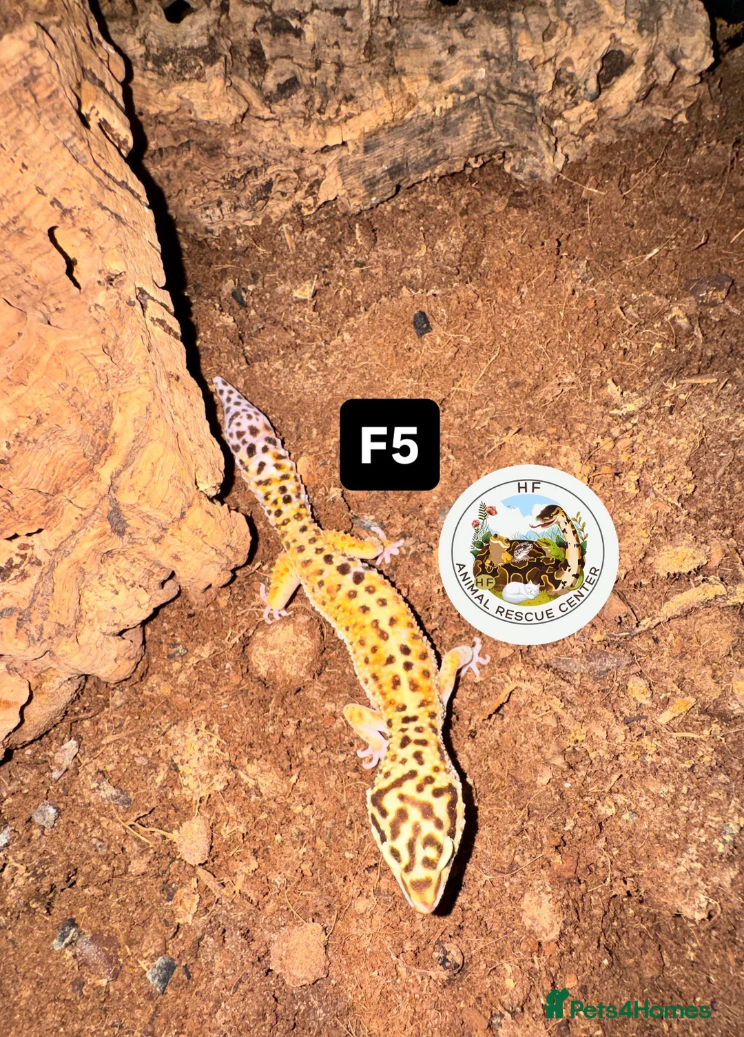 Leopard Gecko reptiles for sale: crested & leopard geckos - possible a full setup  - Advert 15