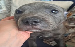 Staffordshire Bull Terrier dogs for sale: KC REGISTERED blue staff puppies - Image 4
