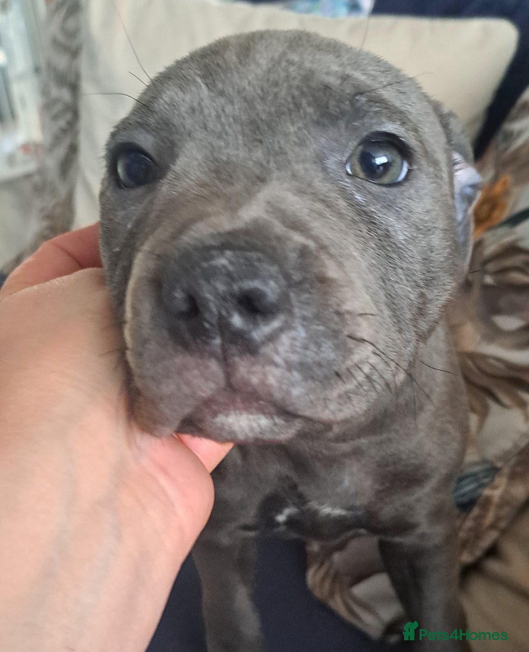 Staffordshire Bull Terrier dogs for sale: KC REGISTERED blue staff puppies - Image 4