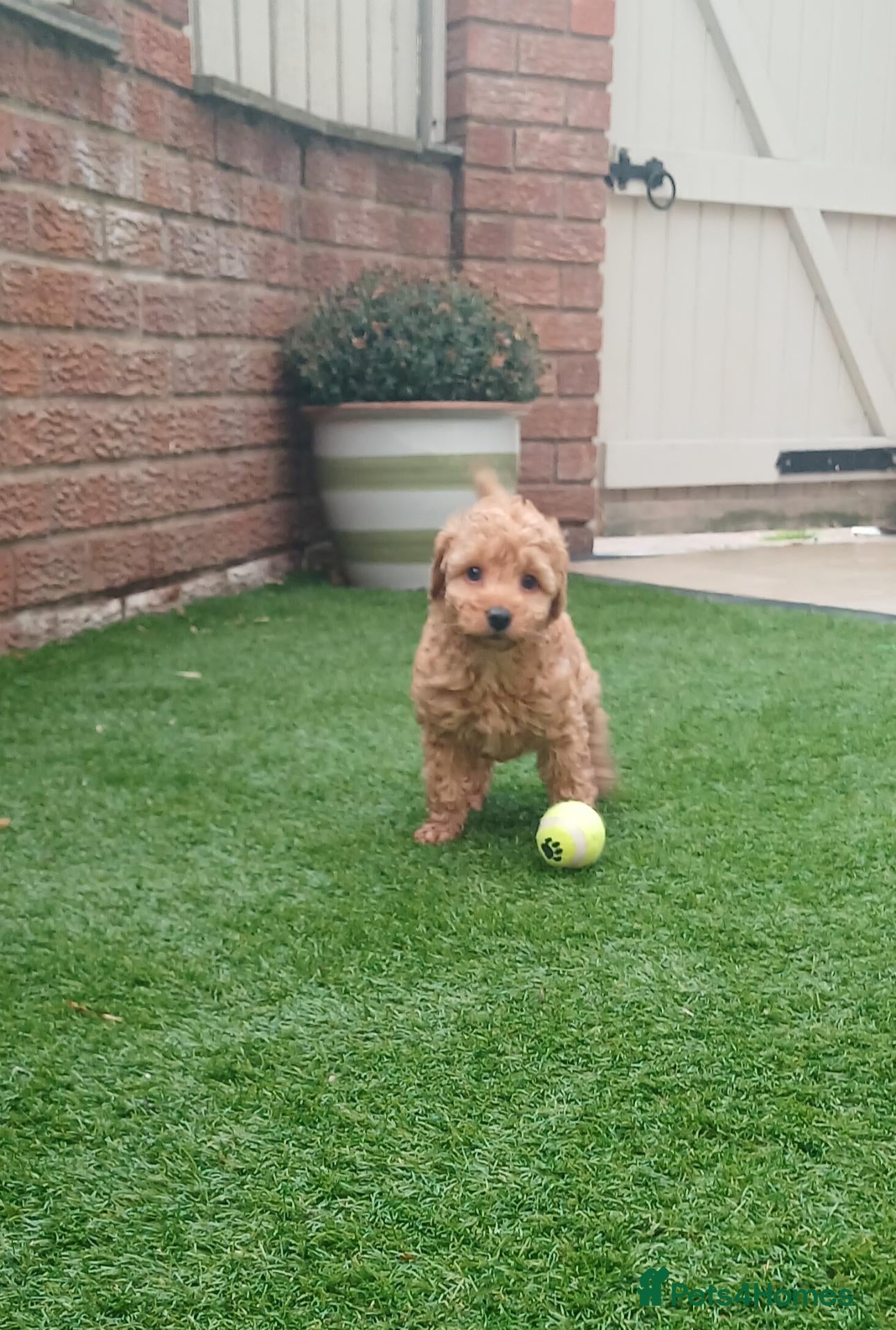 Labradoodle dogs for sale: Miniature labradoodle girls - Advert 2