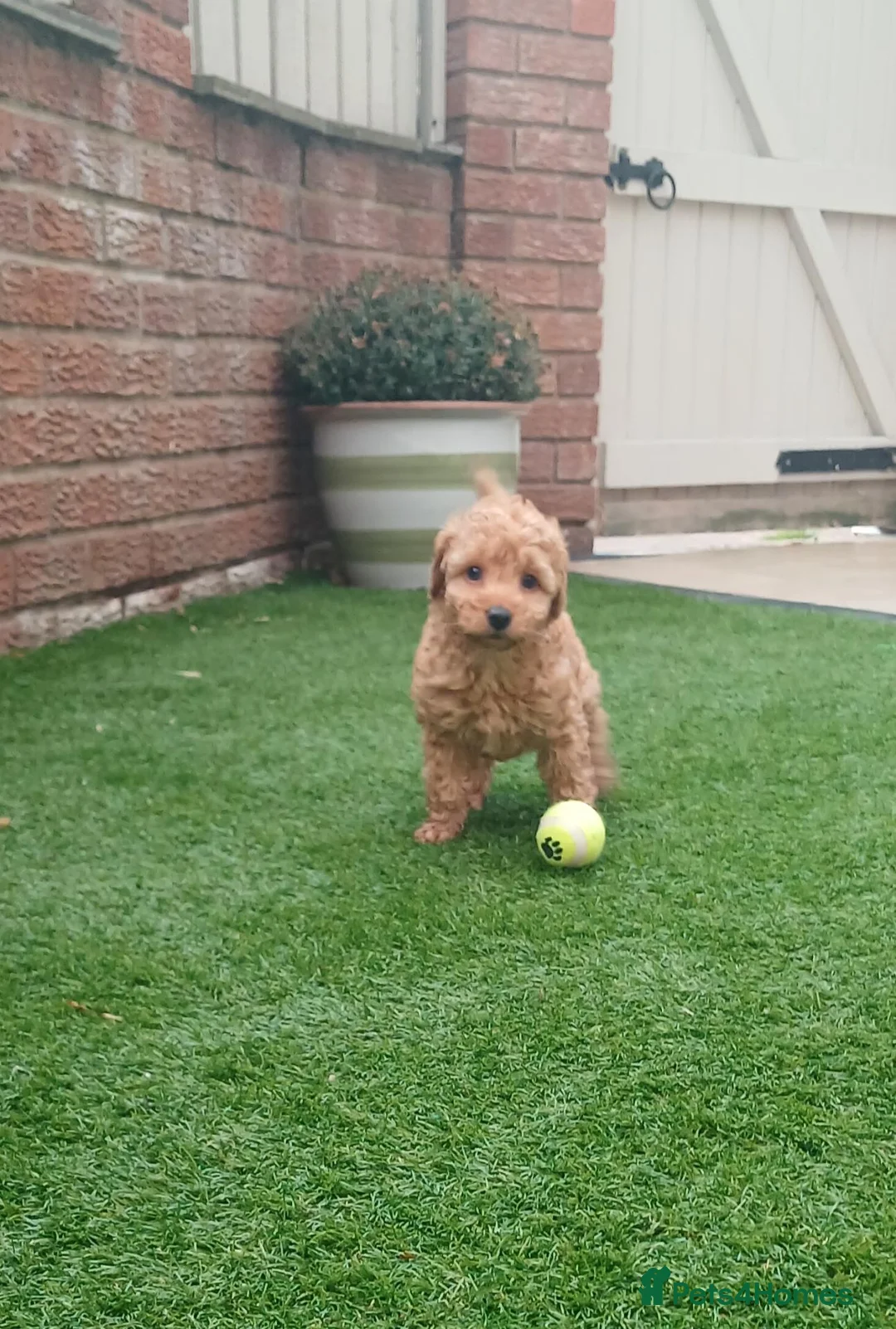 Labradoodle dogs for sale: Miniature labradoodle girls - Advert 2