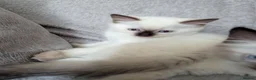 Ragdoll cats for sale: Ready to leave NOW discount price - Advert 25