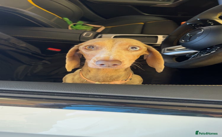 Miniature Dachshund dogs - Advert 2