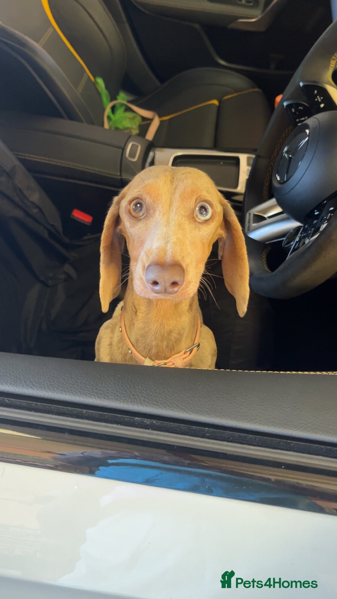 Miniature Dachshund dogs for sale: Mini dachshund’s puppies 8 weeks old - Advert 1