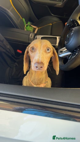 Miniature Dachshund dogs - Advert 2