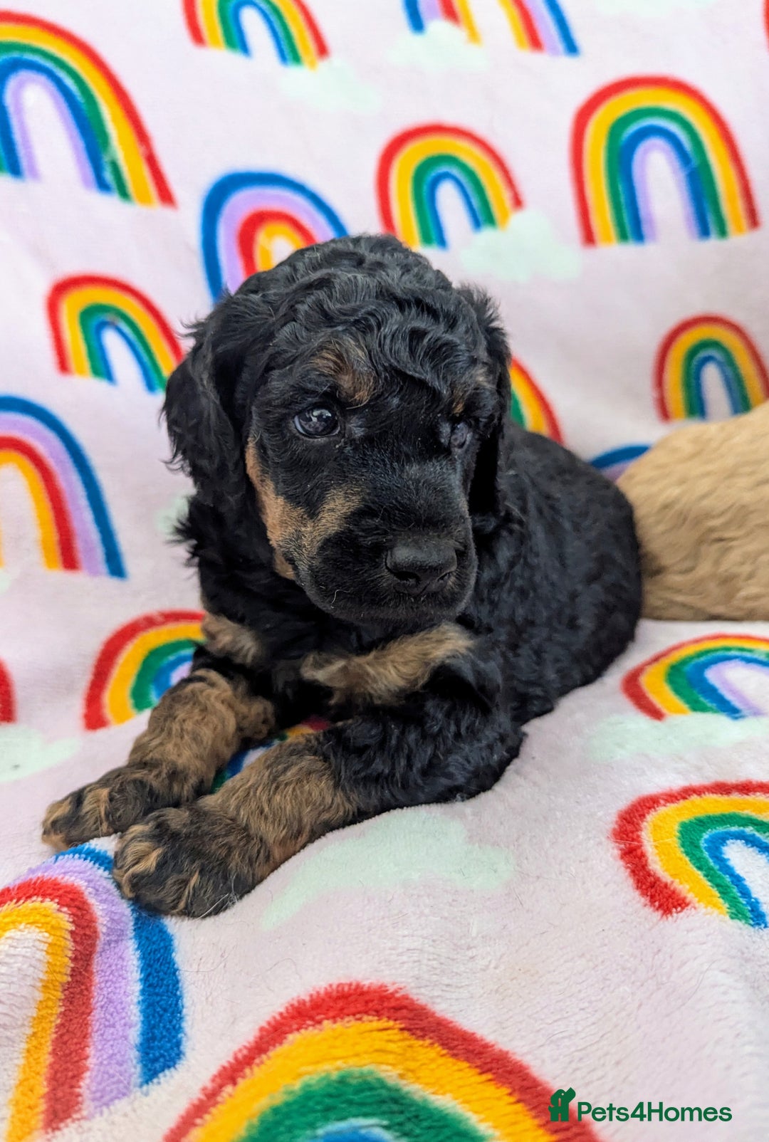 Miniature Poodle dogs for sale: Stunning Red & Phantom Poodles - Image 7