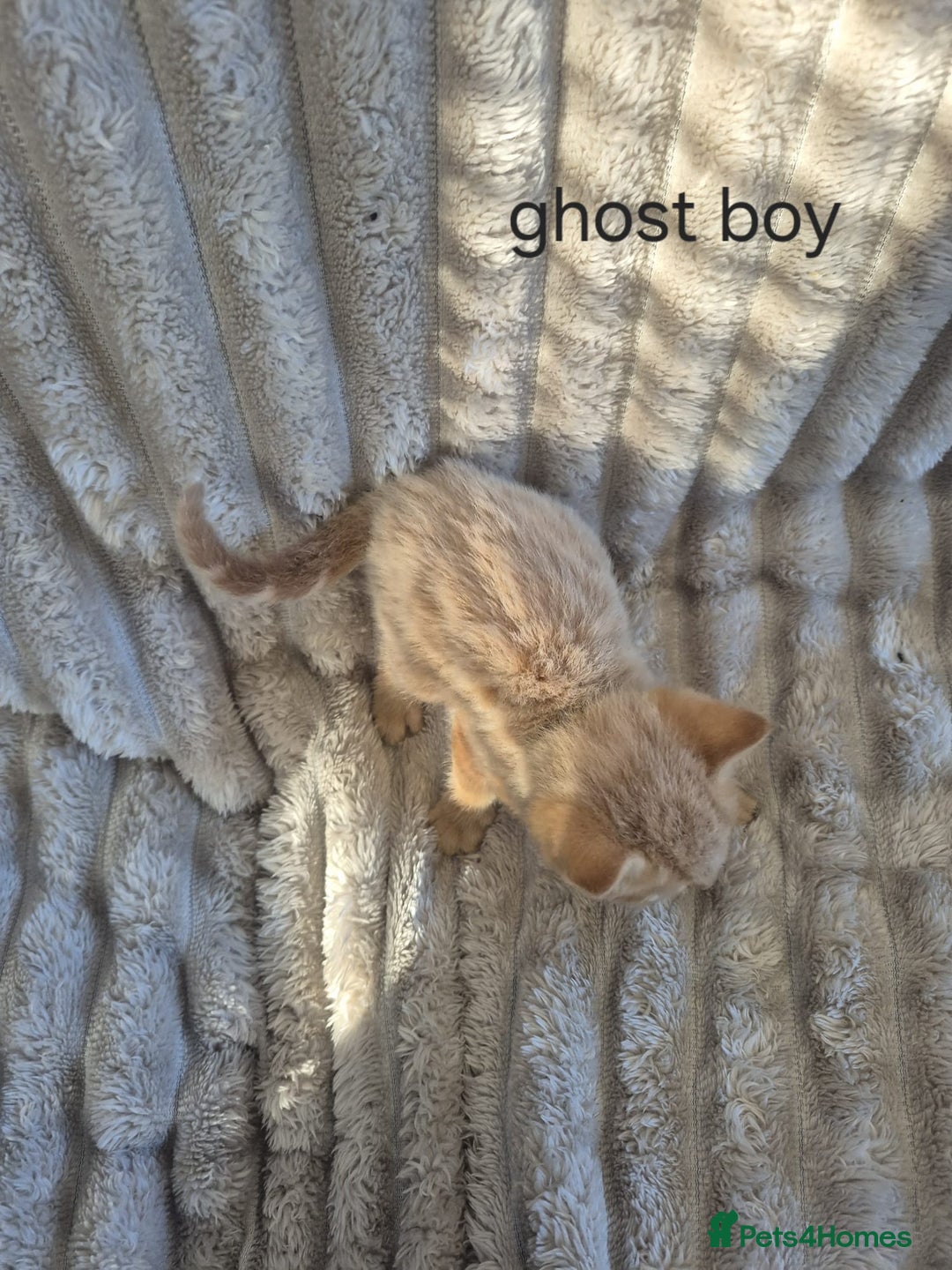 Mixed Breed cats for sale: Unusual litter for sale. 3 LEFT - Advert 11