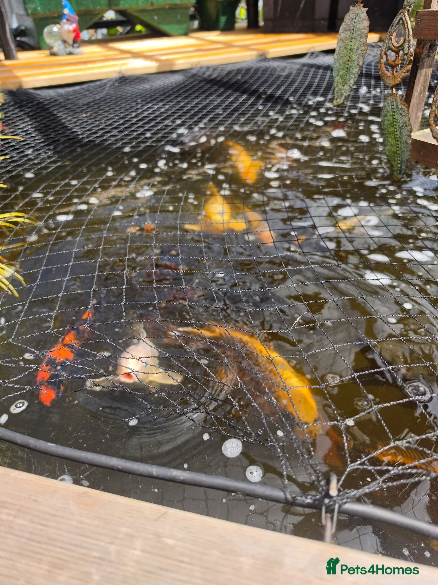 Koi Carp fish 10 by 10 pond plus set up  - Advert 3