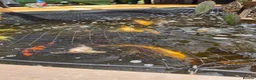 Koi Carp fish for sale: 10 by 10 pond plus set up  - Advert 1