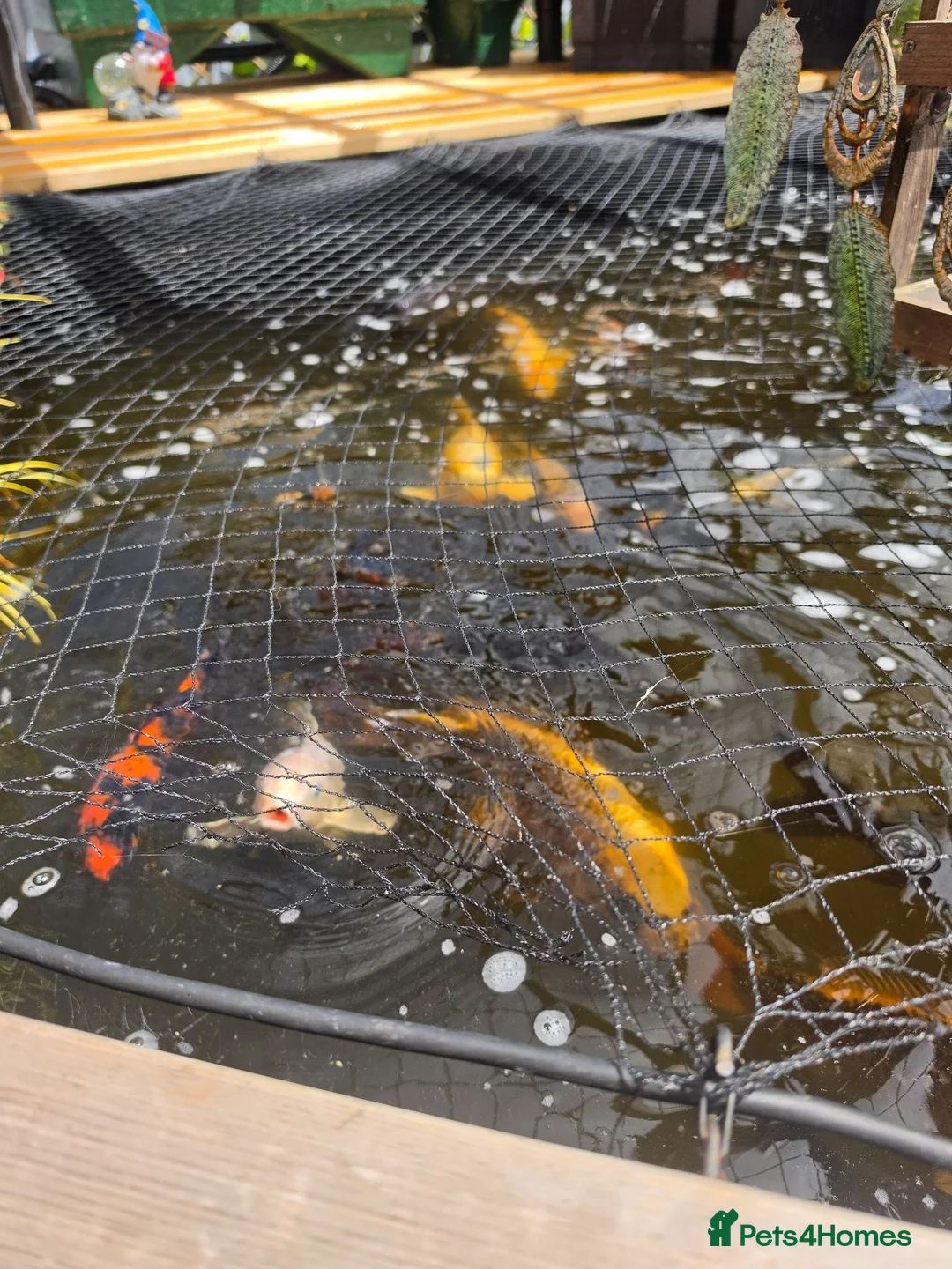 Koi Carp fish for sale: 10 by 10 pond plus set up  - Advert 1
