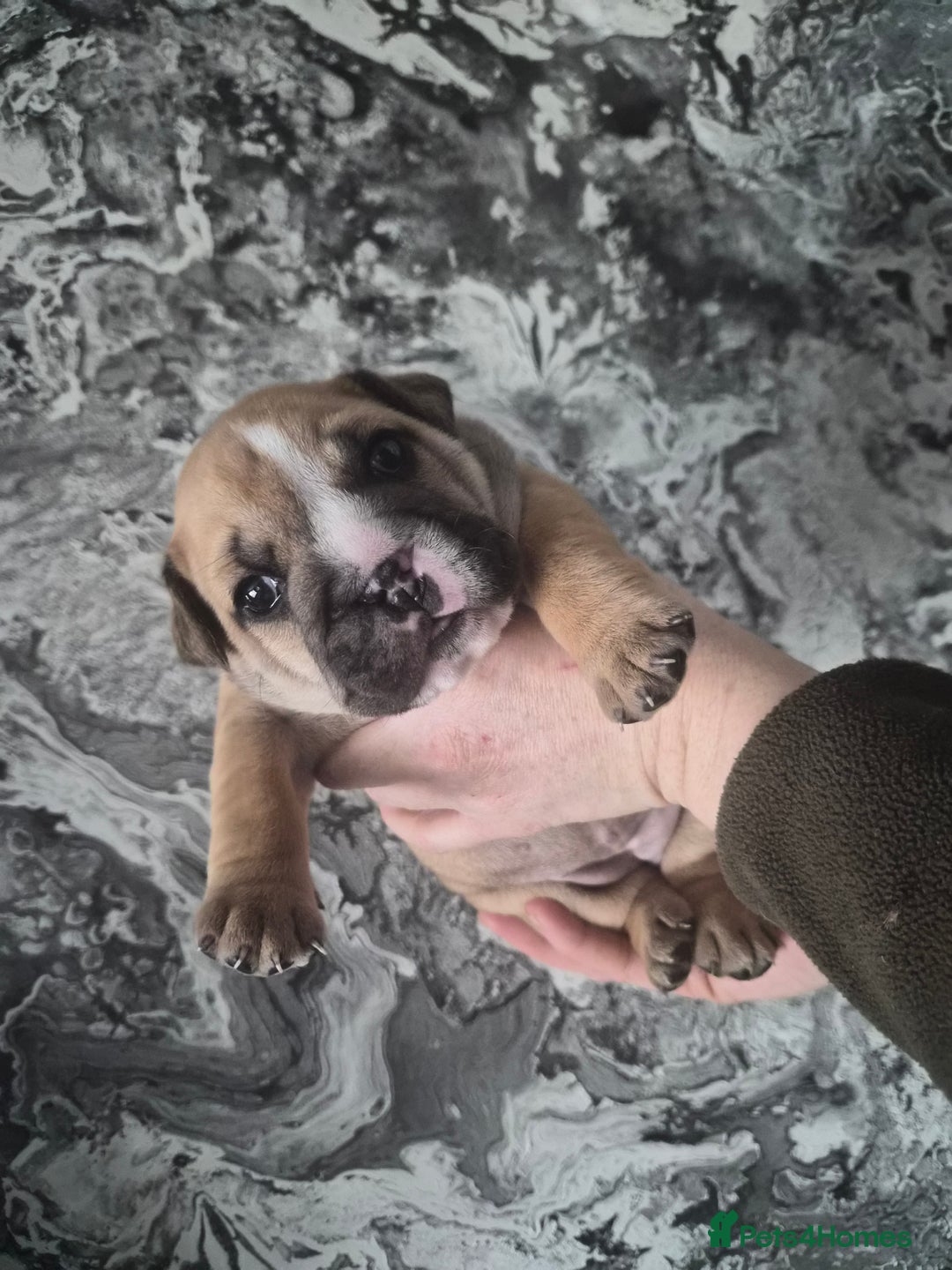 English Bulldog dogs for sale: English bulldog puppies  - Advert 3