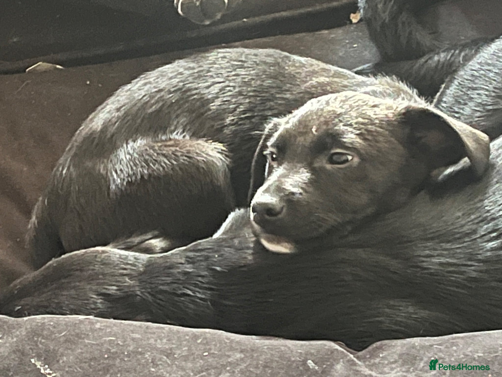 Mixed Breed dogs 1 black/brown puppy for sale - Advert 7