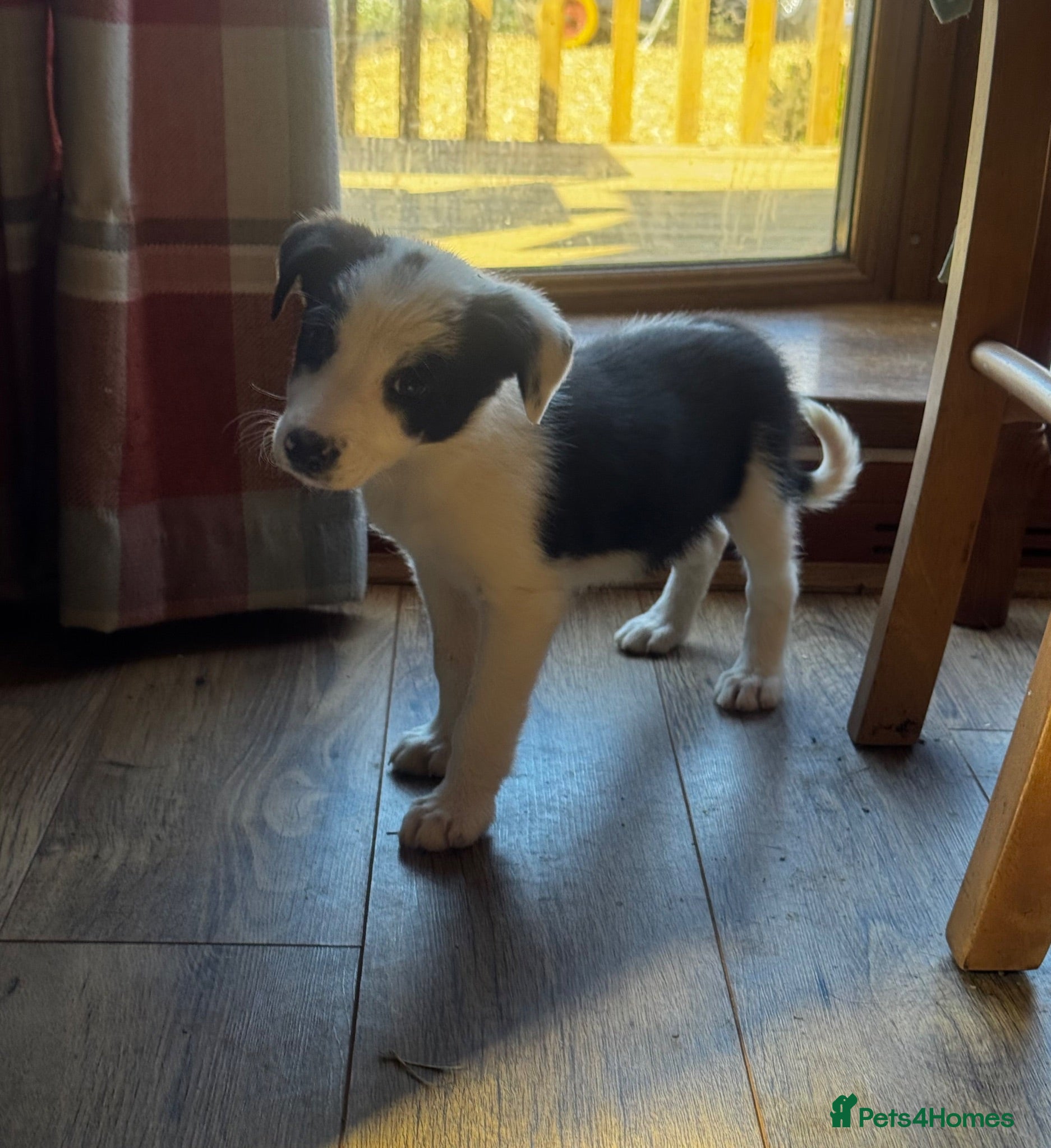 Border Collie dogs Beautiful border collie puppies  - Advert 1