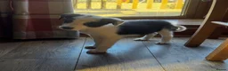 Border Collie dogs for sale: Beautiful border collie puppies  - Advert 1