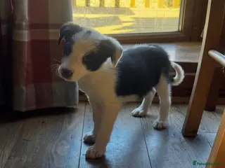 Border Collie dogs Beautiful border collie puppies - Advert 1