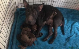 Mixed Breed dogs for sale: Beautiful puppies for sale  - Image 6