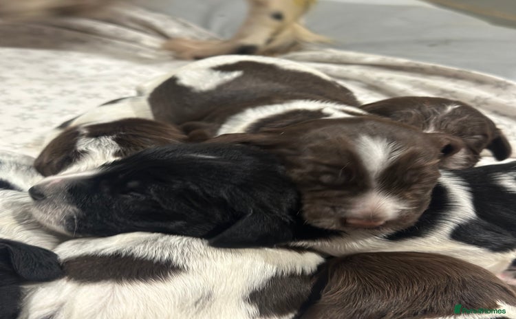 Sprocker dogs - Advert 3