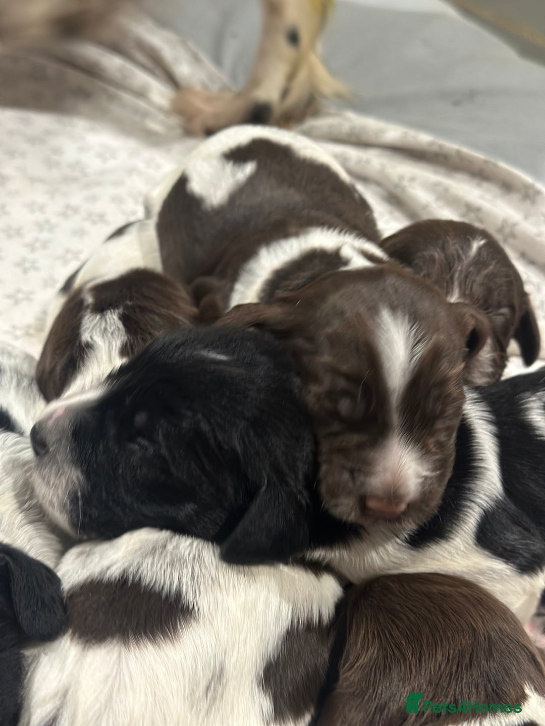 Sprocker dogs for sale: Beautiful sprockers  - Image 2