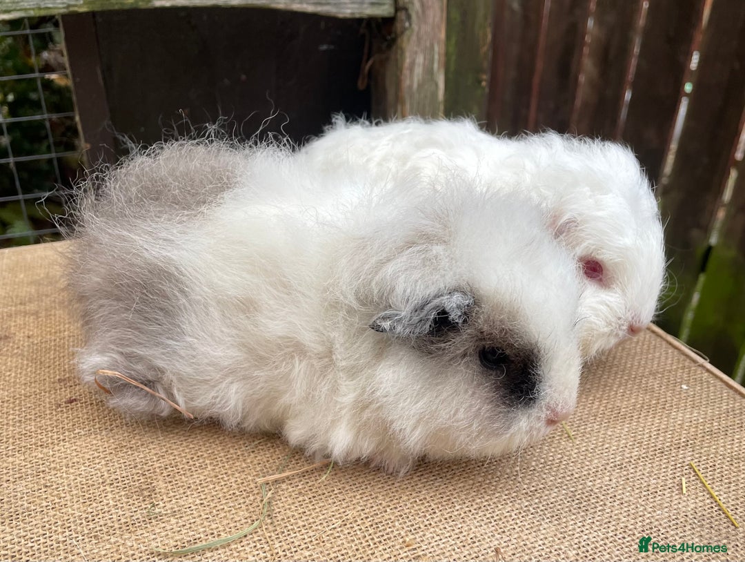 Guinea Pig rodents for sale: Sweet baby boys  - Advert 1